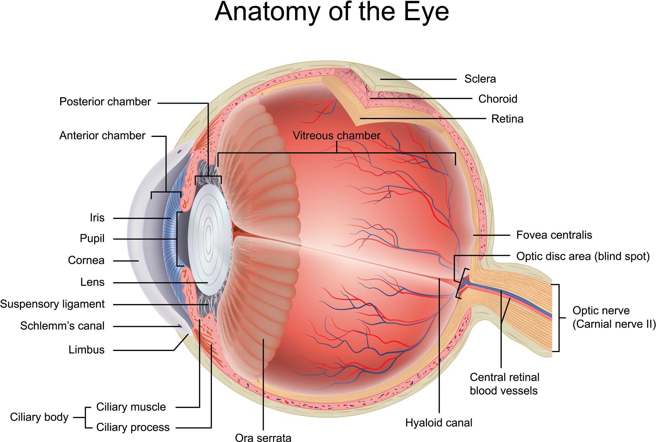 Fovea.billing