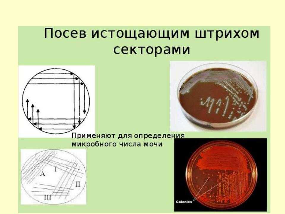 Петра шарбах